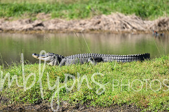 DSC_3341_edited-1
